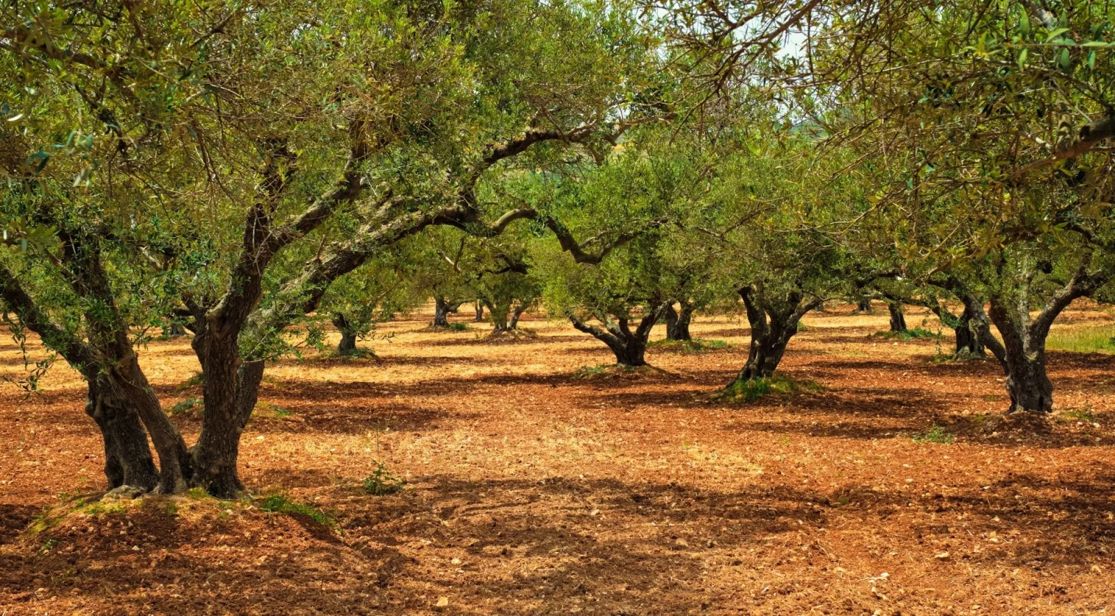 Mature olive grove on Crete with gnarled trunks and red-ochre soil