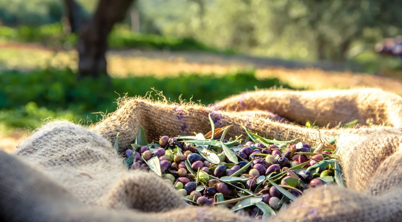 Freshly harvested olives heaped in burlap sacks in a sunlit Cretan grove