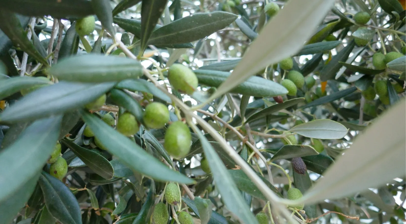 Silvery olive branches heavy with unripe green olives
