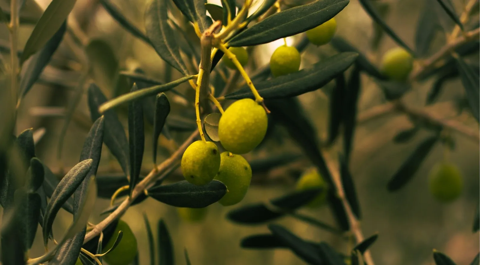 Backlit olive branch with yellow-green olives in warm afternoon light