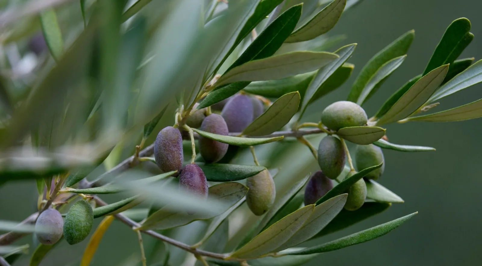 Olive branch showing fruit at several stages of ripeness, green through purple