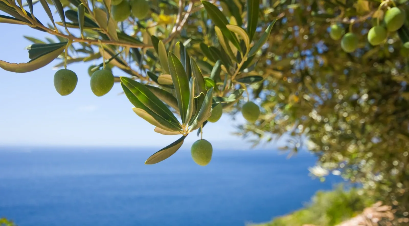 Olive branch framing the blue Mediterranean sea below a Cretan hillside