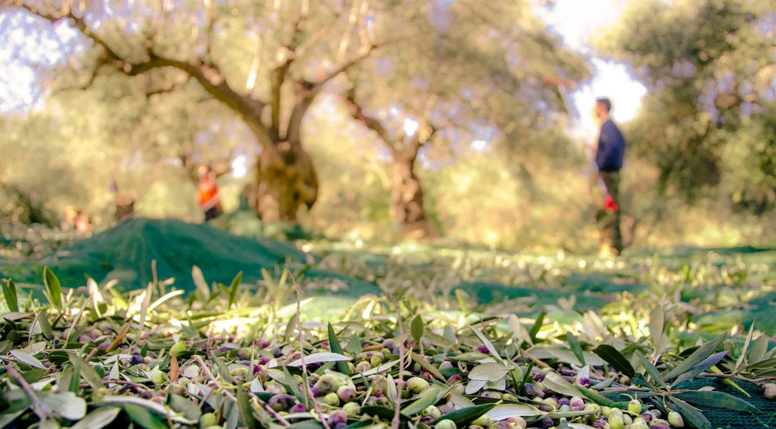 Olive harvest underway with nets spread beneath an old tree and pickers working