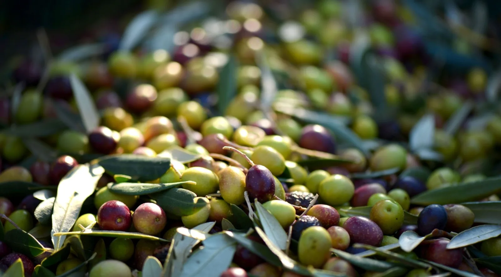 Close view of a heap of mixed green and purple olives with leaves