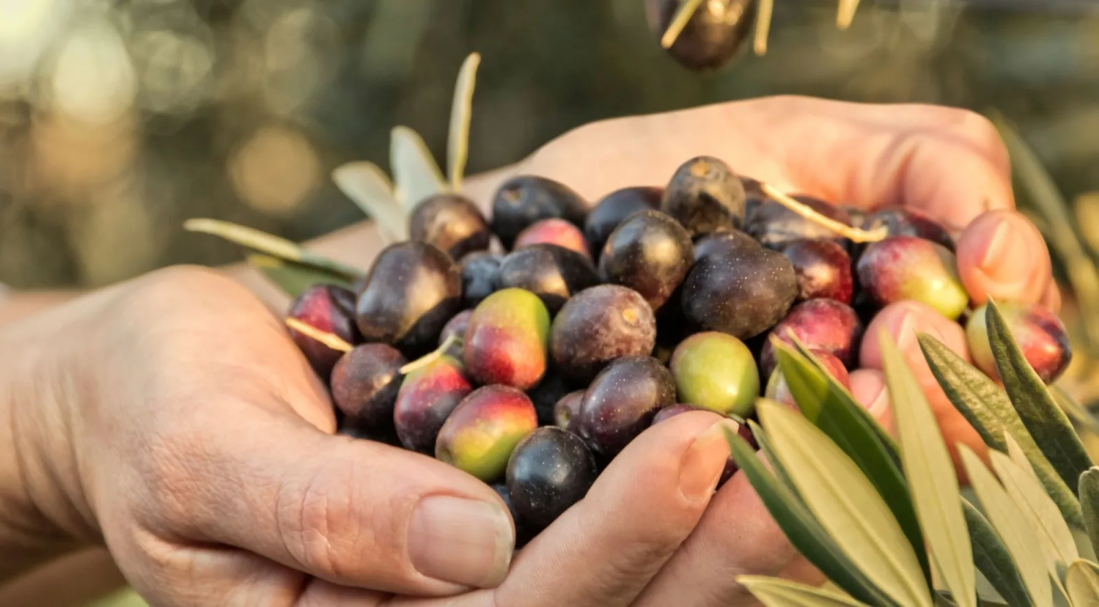 Cupped hands holding freshly picked dark red and black olives