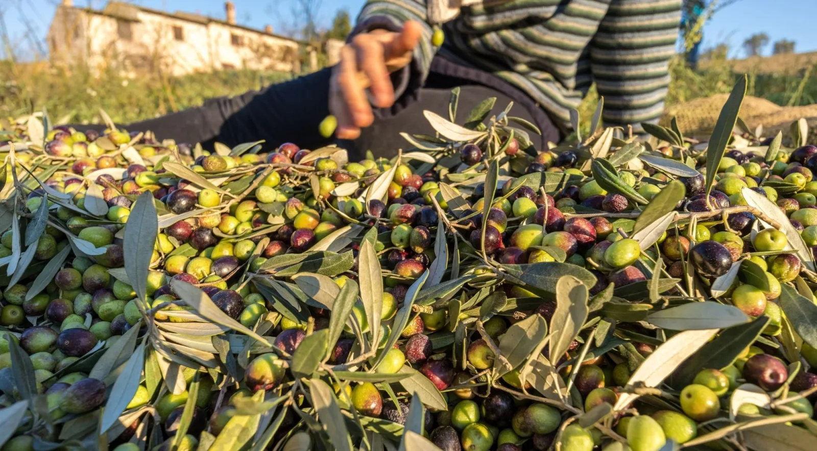 A worker gathering just-picked olives and leaves with a stone farmhouse behind