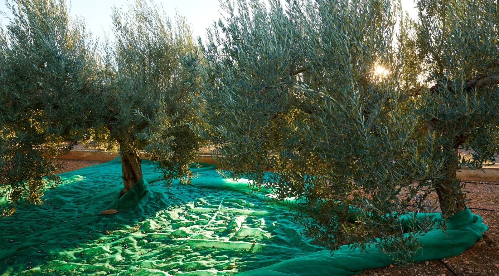 Olive tree with green harvest nets spread beneath it and low sun through the branches