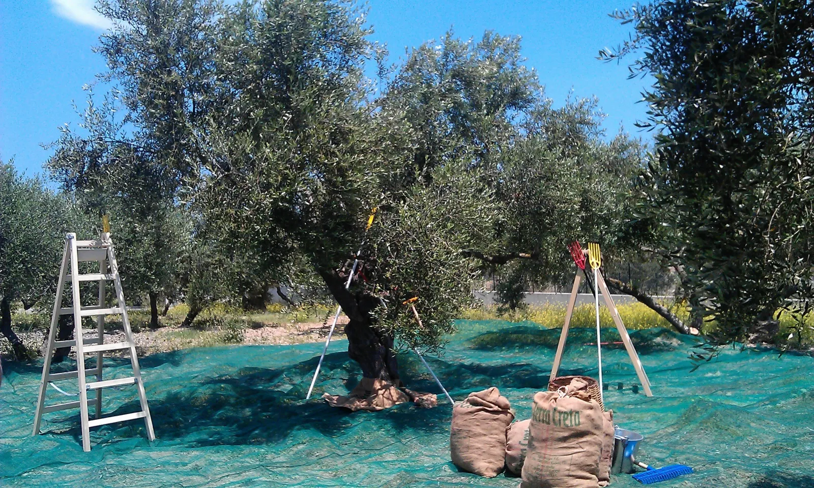 Harvest under way at Kolymvari, nets spread and sacks filled beneath the trees