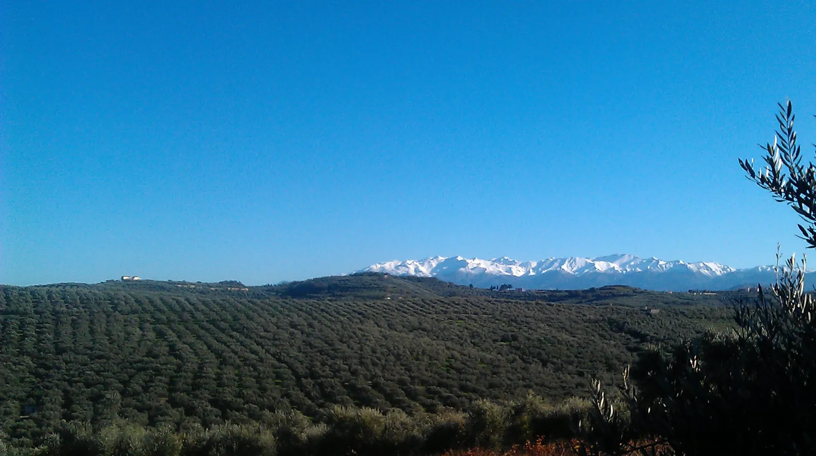 Olive groves filling the valley below the snow-topped White Mountains