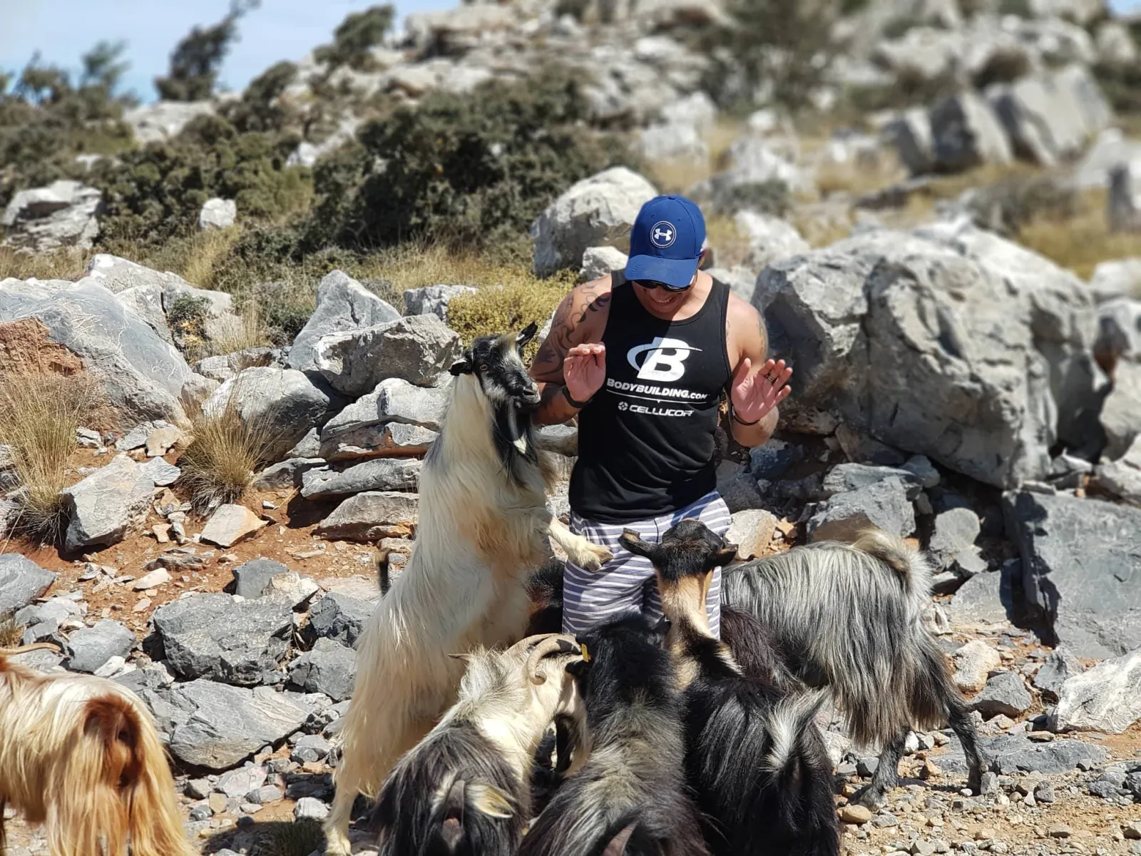 A guest meeting the long-haired mountain goats on the plateau road