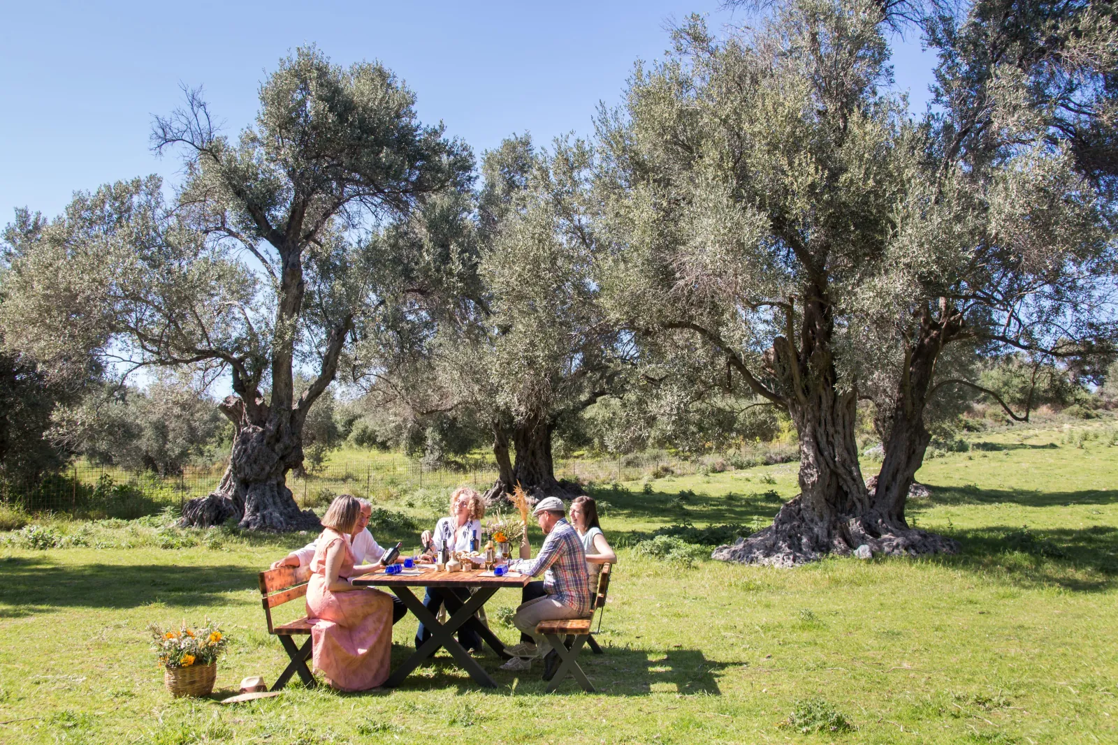 Guests seated at the tasting table in the monumental olive grove