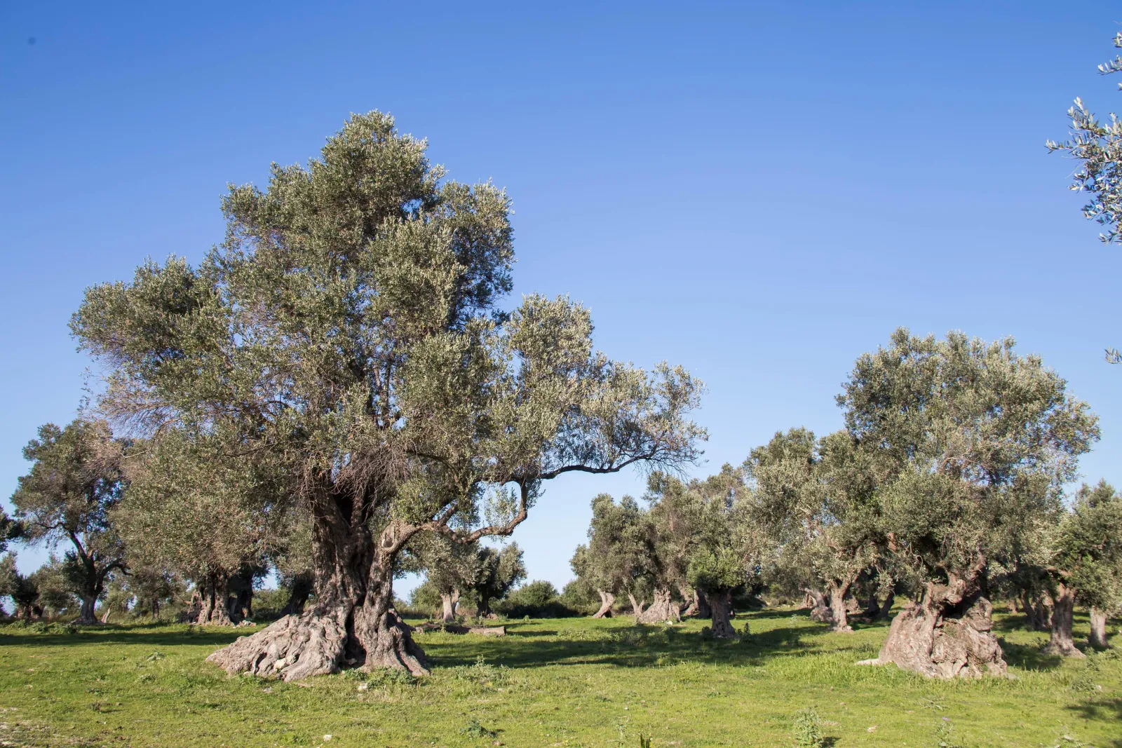A monumental olive tree around 2,000 years old in the Amari Valley grove