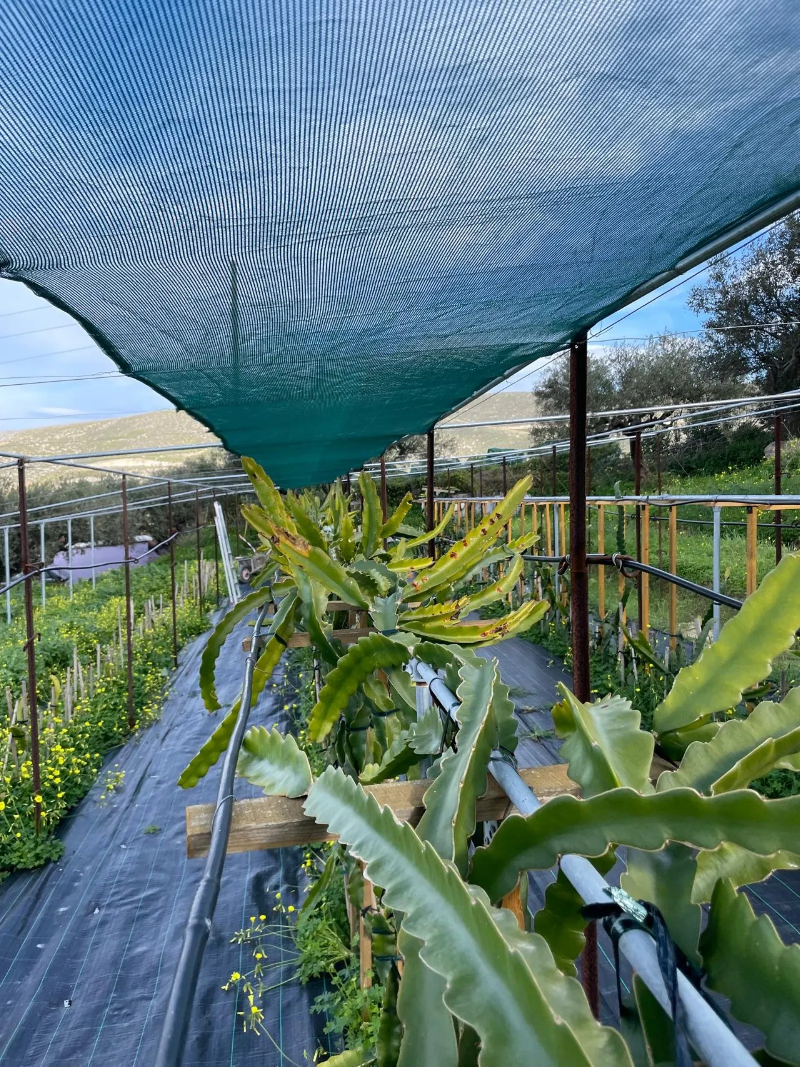 Dragon fruit cactus growing under shade netting on the Prassas farm