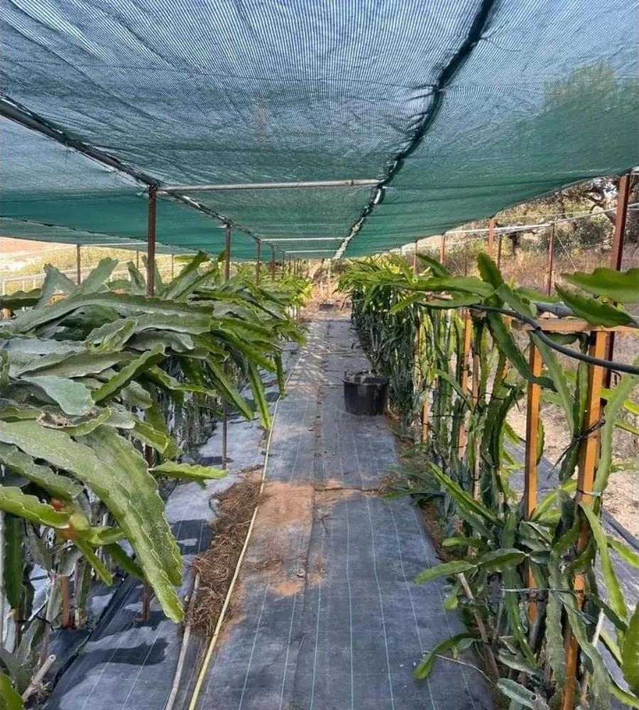 Rows of dragon fruit plants trained along the farm terraces