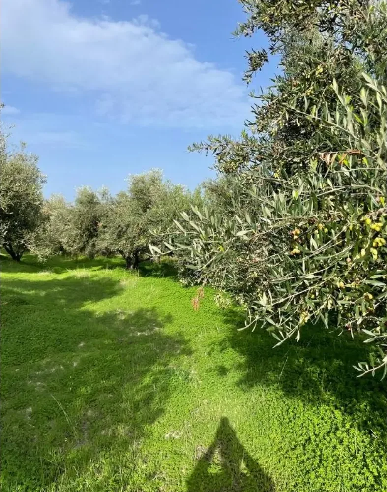 Traditional Olive Grove and Dragon Fruit Farm Tour