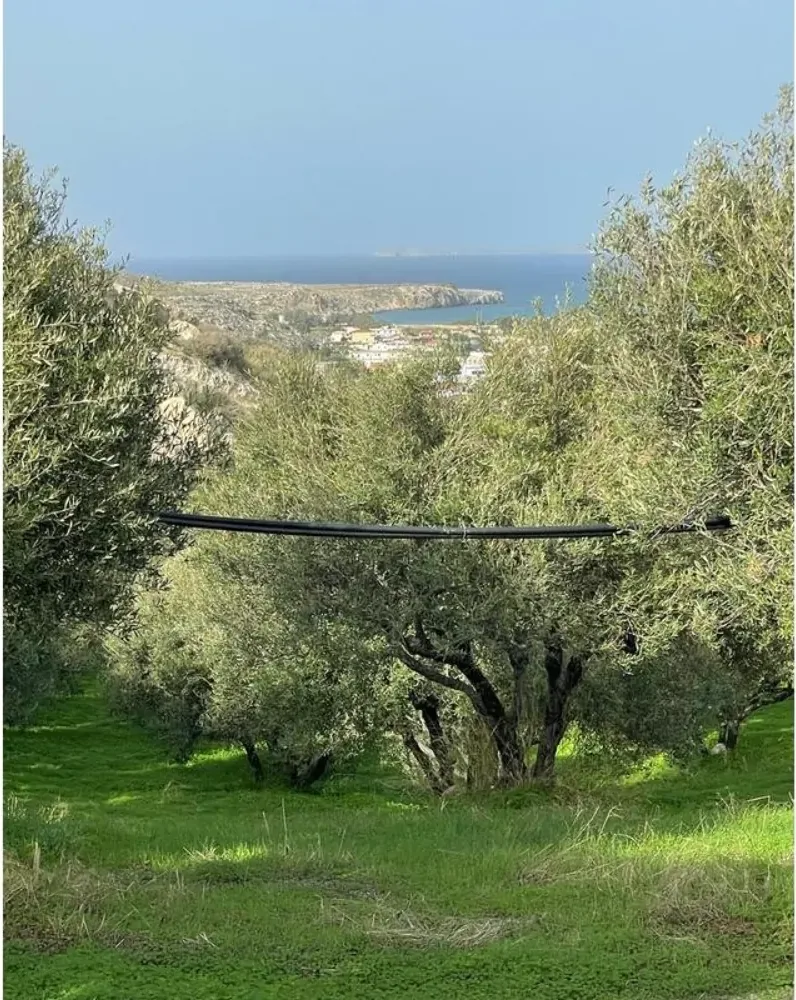 Olive trees on the hillside above Prassas with the coast beyond