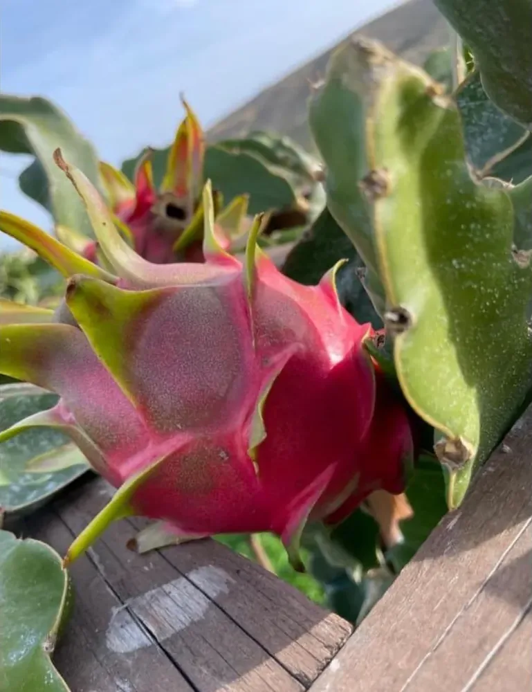 A ripe dragon fruit on the plant, ready for picking