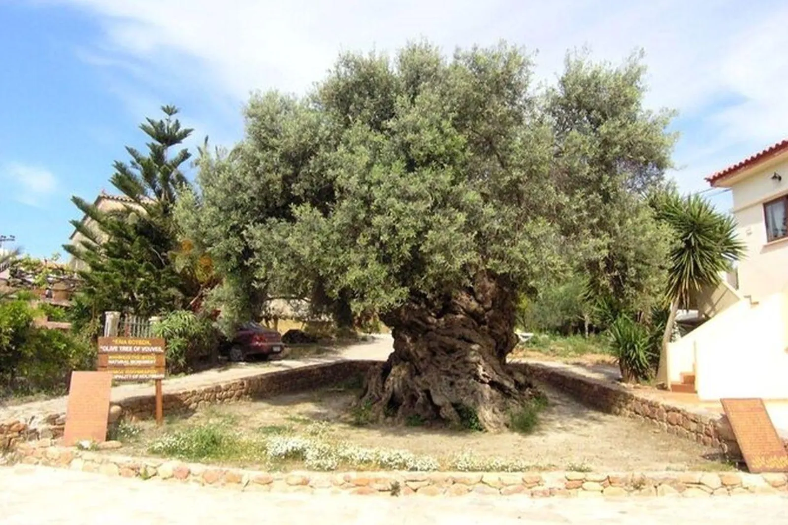 The ancient Olive Tree of Vouves in its walled enclosure at Ano Vouves