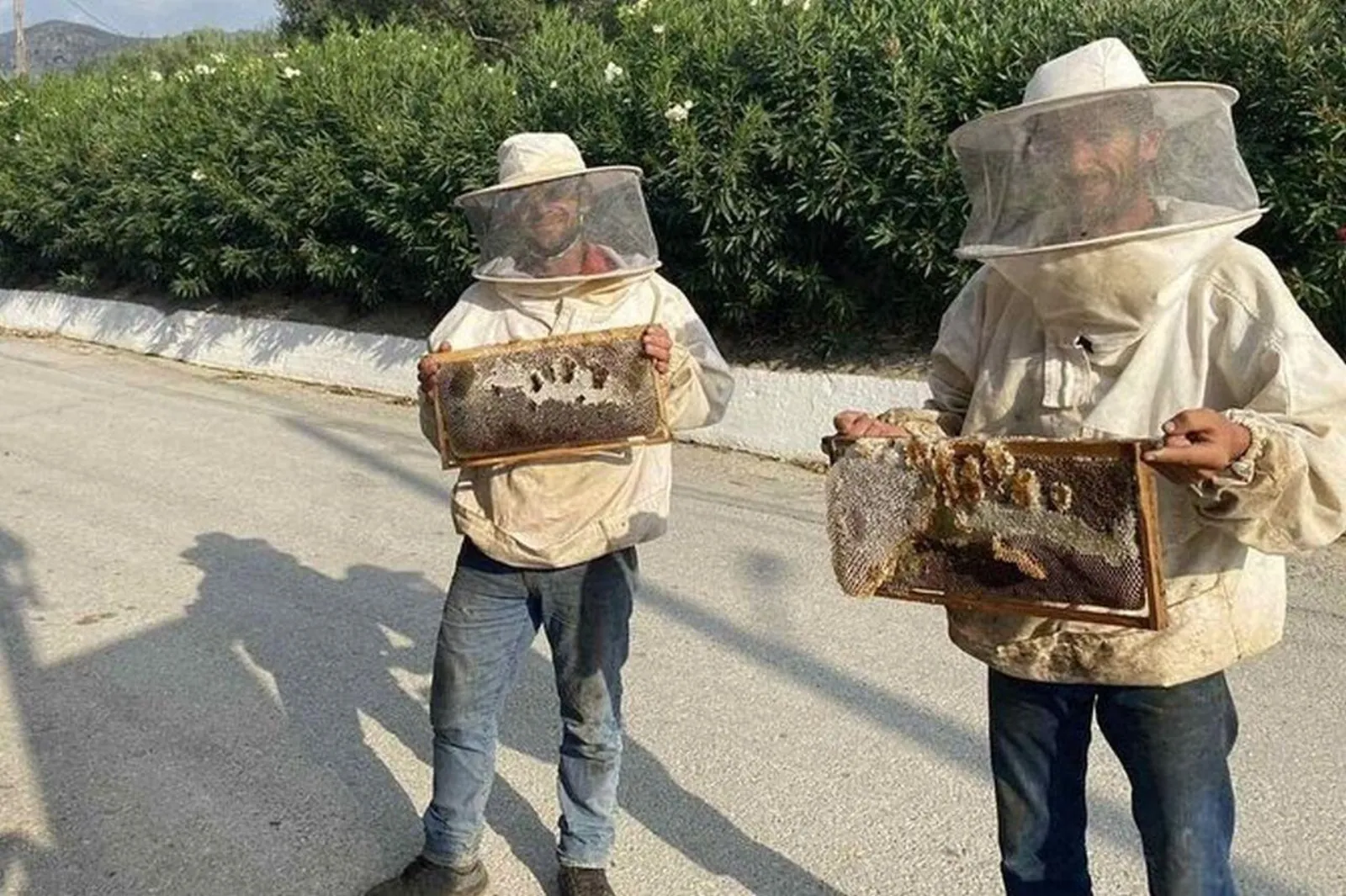 Two beekeepers in veils holding honeycomb frames beside the hives